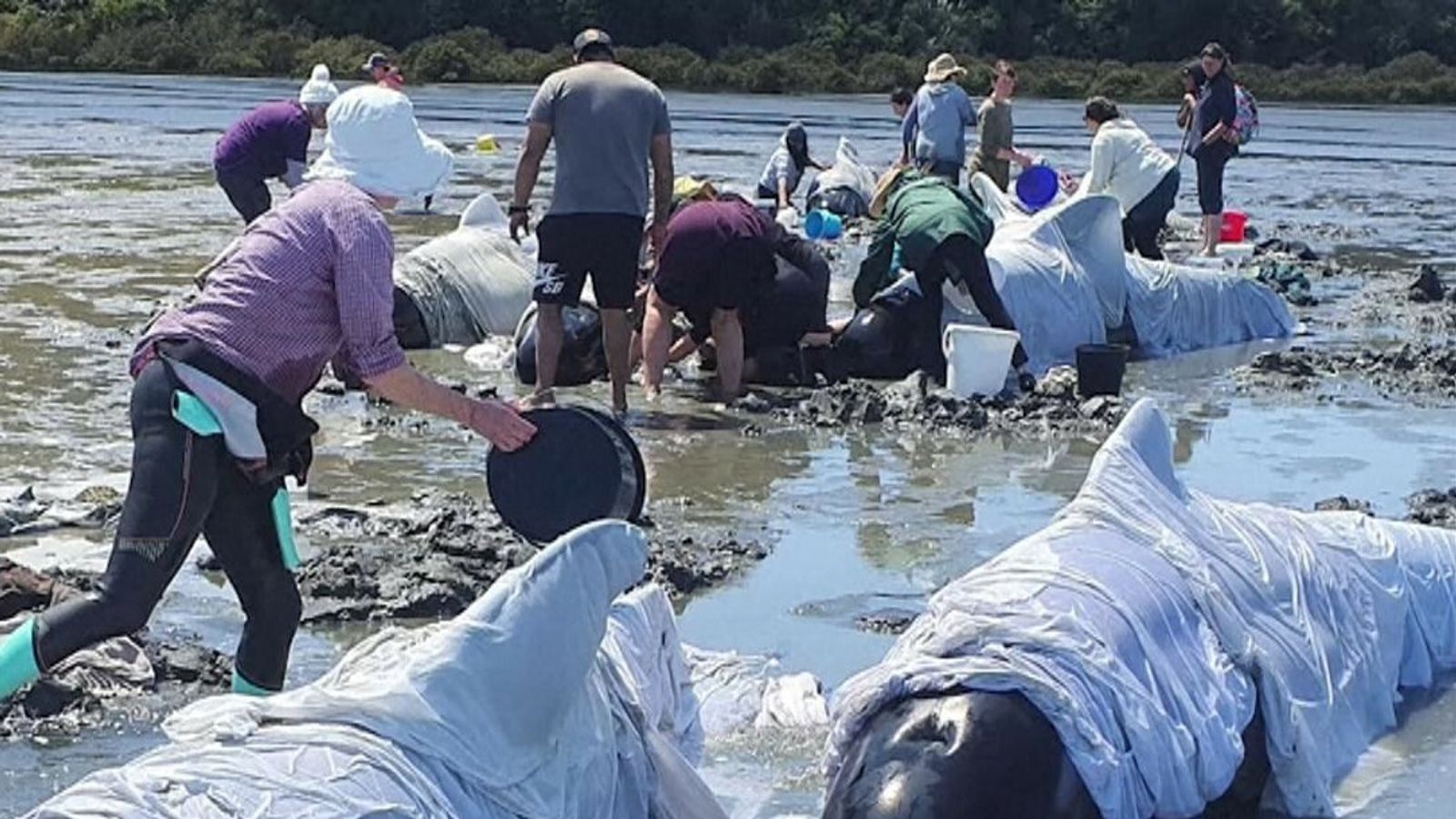 Volunteers Try To Rescue Stranded Whales World News Sky News