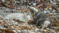 A female Atlantic grey seal with her pup at a remote breeding ground in Pembrokeshire. The National Trust is warning of the dangers of ocean waste after the seal was spotted with fishing debris caught around its neck.