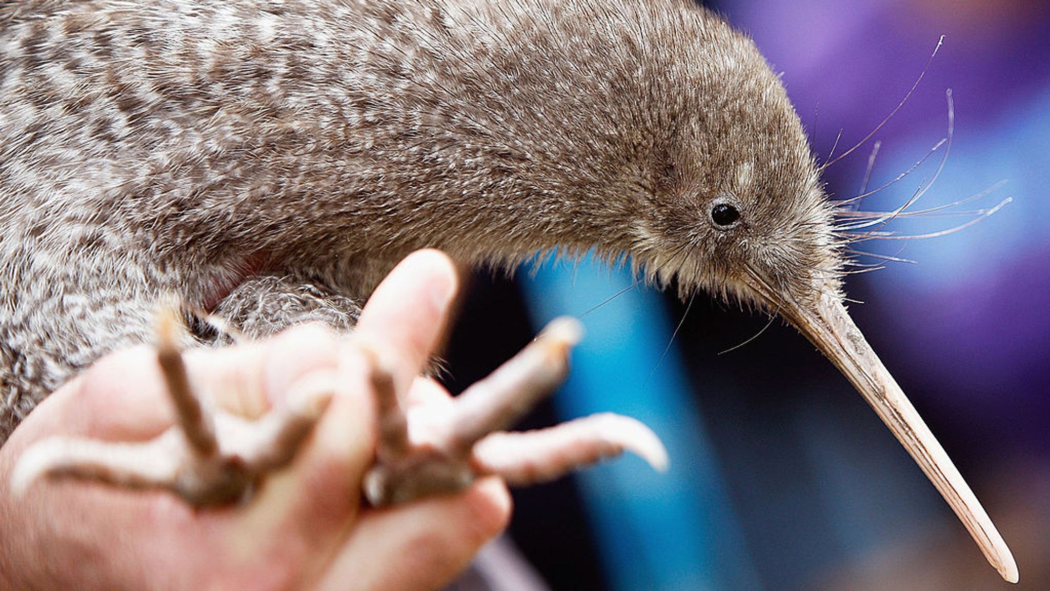 The new zealand kiwi контрольная