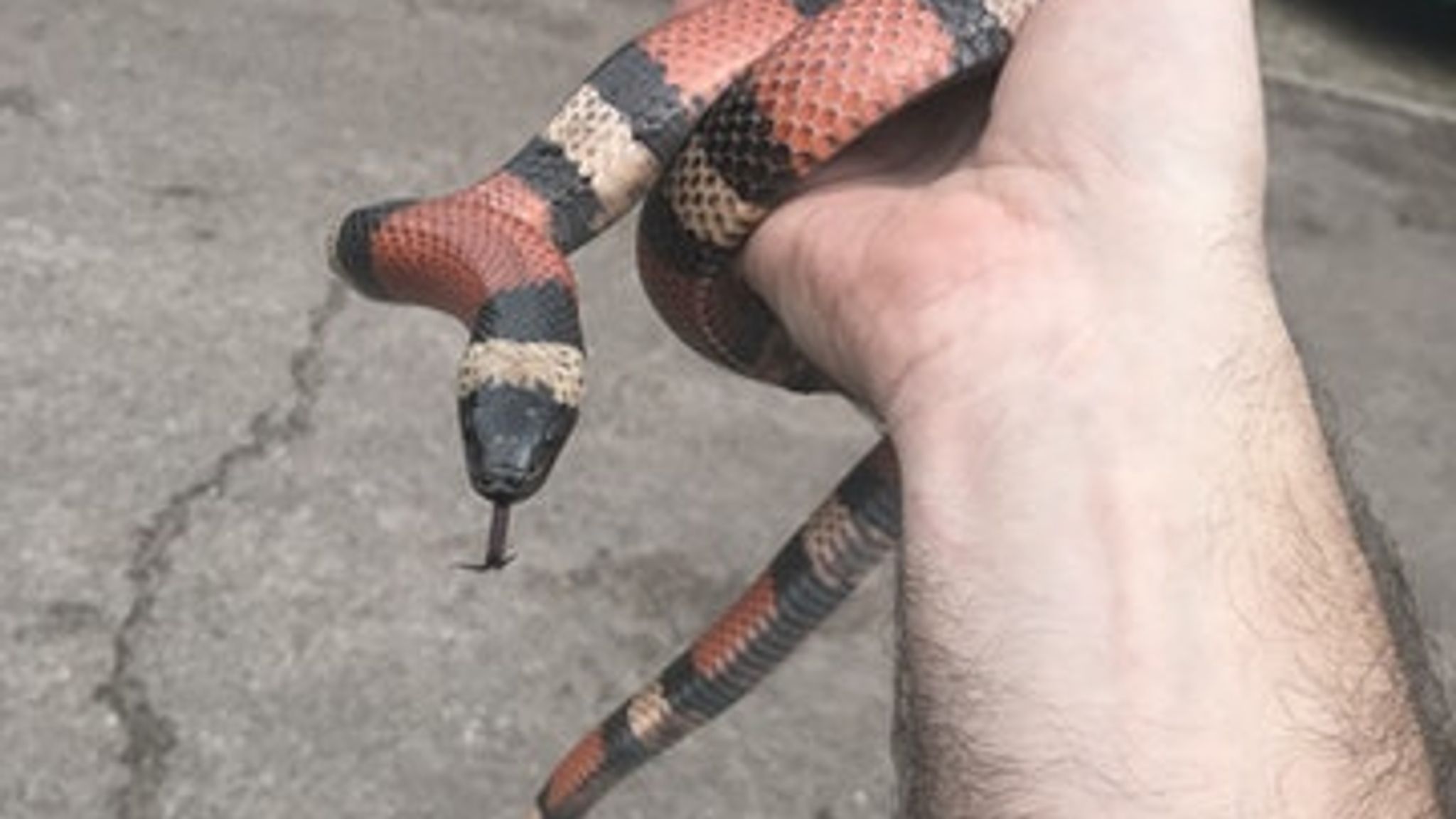 snake escape artist