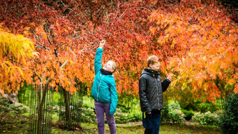 Brother and sister Matthew, 12, and Amy, nine, Worlding, from leicestershire, admire Japanese Acer trees in the Acer glade at National trust Kingston Lacy house gardens, where long days of bright sunny weather throughout October have resulted in dramatic leaf change and colour creating a spectacular Autumn display.