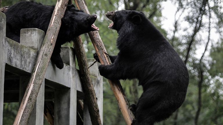 The keeper was carrying out duties on Saturday afternoon in the open-air 'wild beast' area. File pic