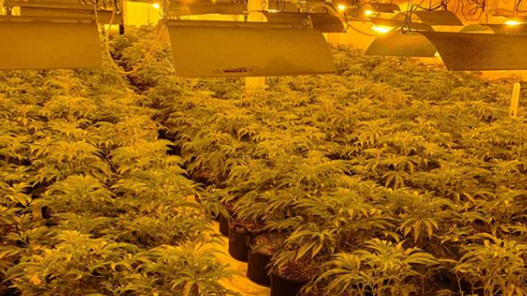 Officers discovered around 1500 plants with an estimated value of up to £1.5million. Pic: WMP