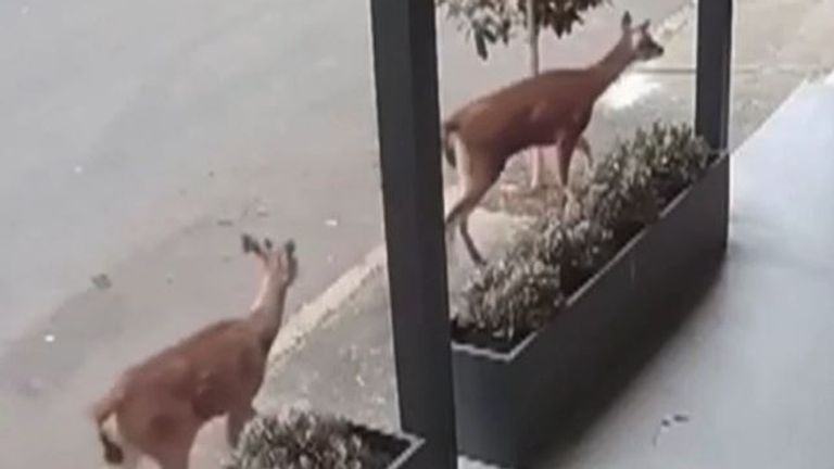 Pair of deer caught on CCTV in Australian city street