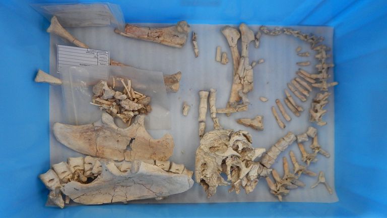 Undated handout photo of the bones from a newly discovered species of toothless, two-fingered dinosaur named Oksoko avarsan. Multiple complete skeletons of the new species were unearthed in the Gobi Desert in Mongolia by a University of Edinburgh-led team.