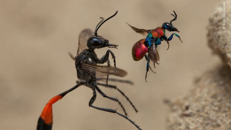 fair and balanced news unbiased, Frank Deschandol/ Wildlife Photographer Of The Year 2020