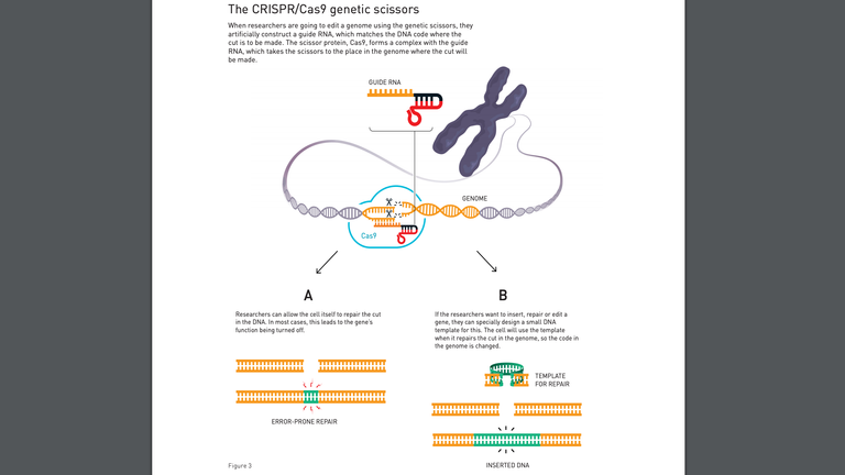 How do genetic scissors work?  Photo: Nobel Committee