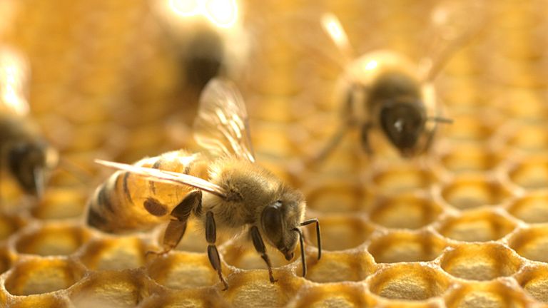 Hornets can kill an entire hive of bees in hours