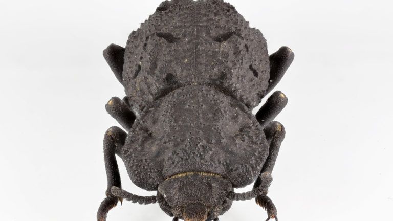 Native to desert habitats in Southern California, the diabolical ironclad beetle has an exoskeleton that’s one of the toughest, most crush-resistant structures known to exist in the animal kingdom. UCI researchers led a project to study the components and architectures responsible for making the creature so indestructible. Jesus Rivera / UCI
