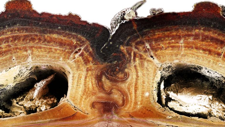 A cross section of the medial suture, where two halves of the diabolical ironclad beetle’s elytra meet, shows the puzzle piece configuration that’s among the keys to the insect’s incredible durability. Jesus Rivera / UCI
