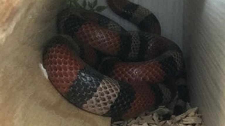 The milk snake was found curled up