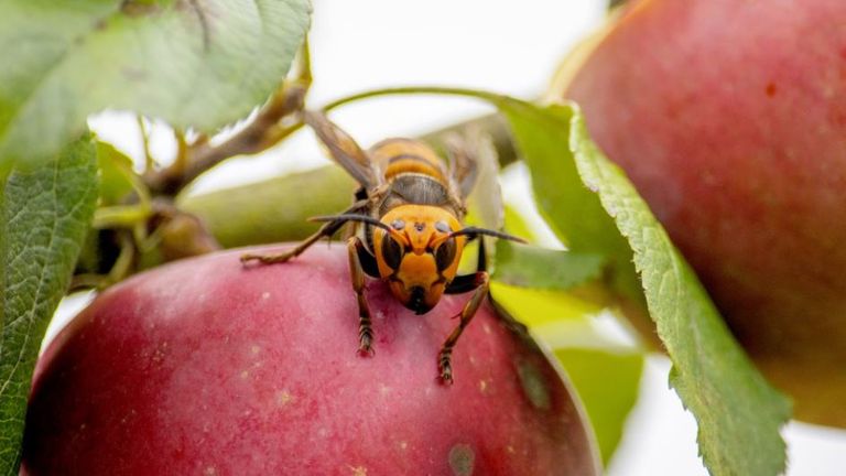 An Asian giant hornet on an apple in Blaine, Washington state. Pic: Karla Salp/Washington State Department of Agriculture