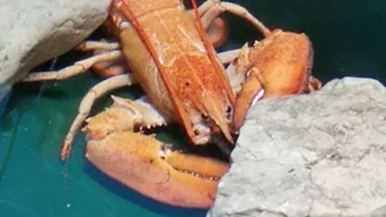 A rare orange Canadian lobster has been rescued and re-homed in a Blackpool aquarium.