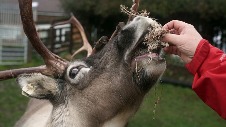 Demand for the reindeers has fallen sharply due to coronavirus restrictions