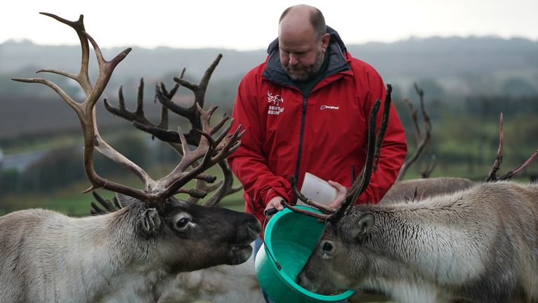 George Richardson, owner of Rent-a-reindeer in County Durham, feeds some of his herd