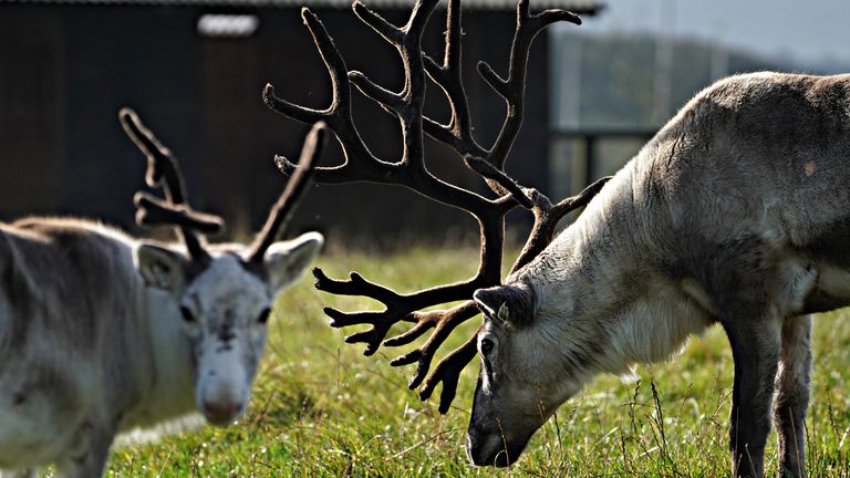 Mr Richardson keeps 110 reindeer on fields behind his garden centre