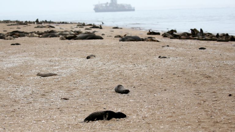 A dead seal pup foetus lies on a beach near Pelican Point, Namibia October 13, 2020. Picture taken October 13, 2020. Namibia Dolphin Project/Handout via REUTERS ATTENTION EDITORS - THIS IMAGE HAS BEEN SUPPLIED BY A THIRD PARTY. NO RESALES. NO ARCHIVES. MANDATORY CREDIT.