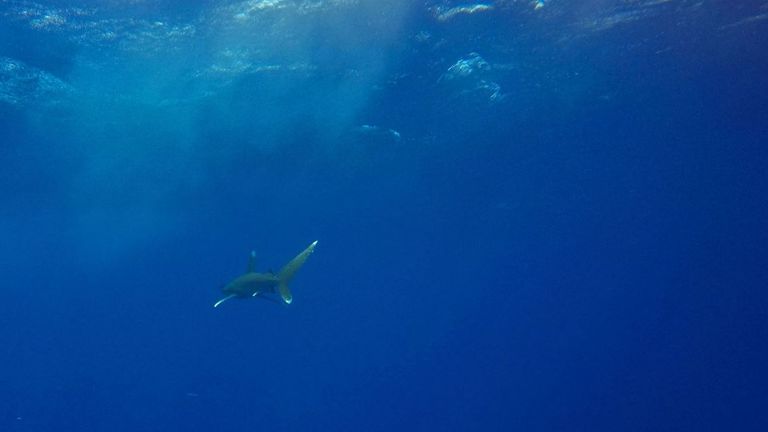 Investigations found an Oceanic Whitetip shark attacked the child and his tour guide