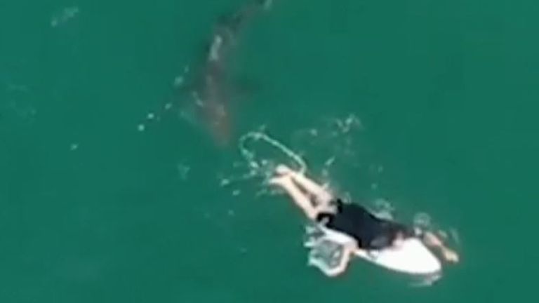 Surfer has lucky escape as shark turns away at last minute