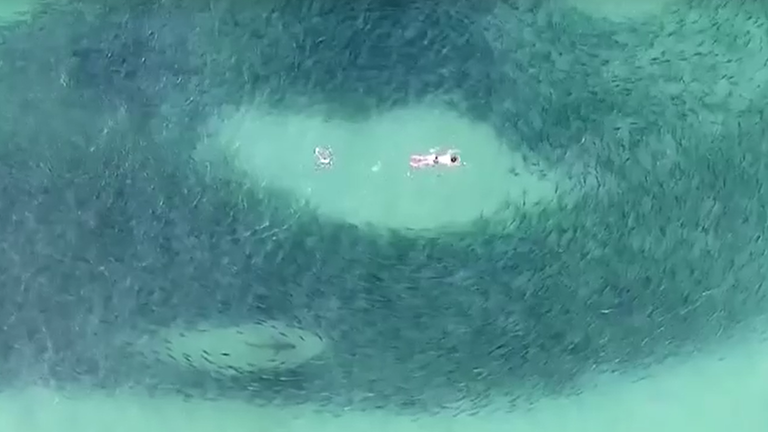 Video showed dozens of people swimming past a large school of salmon, unaware that up to two sharks were feeding on the fish