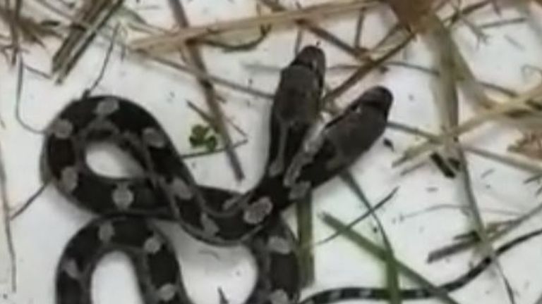 Two-headed snake found