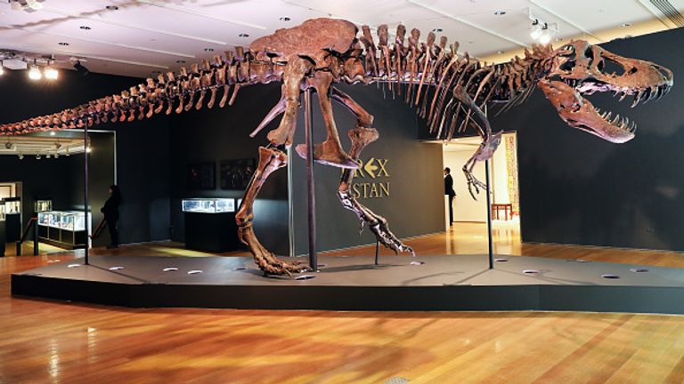 The dinosaur is believed to be 67 million years old and is in nicknamed Stan