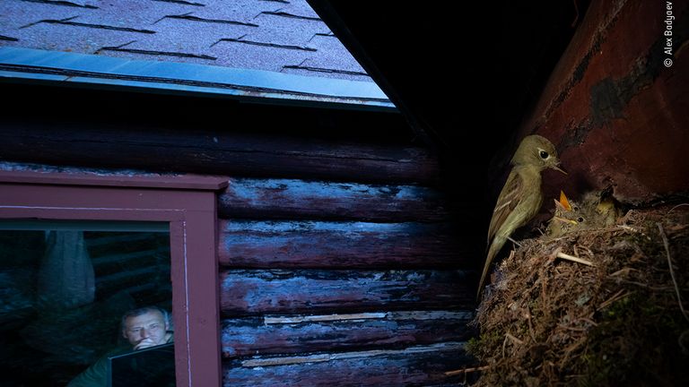 Cordilleran flycatcher pauses at its nest over the window of remote research cabin. This uncommon species is declining across much of North America, and here obviously prefers a cabin full of ornithologists studying the reasons for this recline... MUST CREDIT © Alex Badyaev/ Wildlife Photographer Of The Year 2020