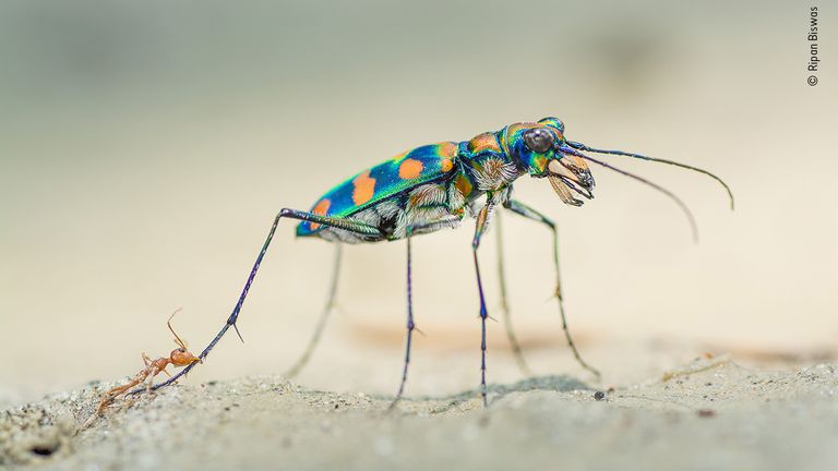 © Ripan Biswas/ Wildlife Photographer Of The Year 2020