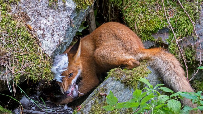 Picture by Liina Heikkinen/ Wildlife Photographer Of The Year 2020