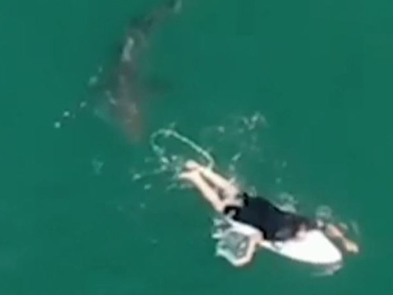 Great white shark seen swimming within inches of unsuspecting surfer in chilling drone footage | World News | Sky News