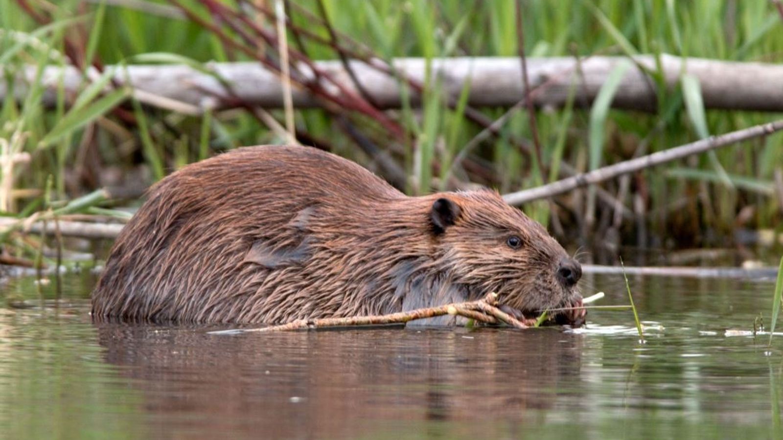 Beavers Build First Dam In Exmoor In 'almost Half A Millennium' 