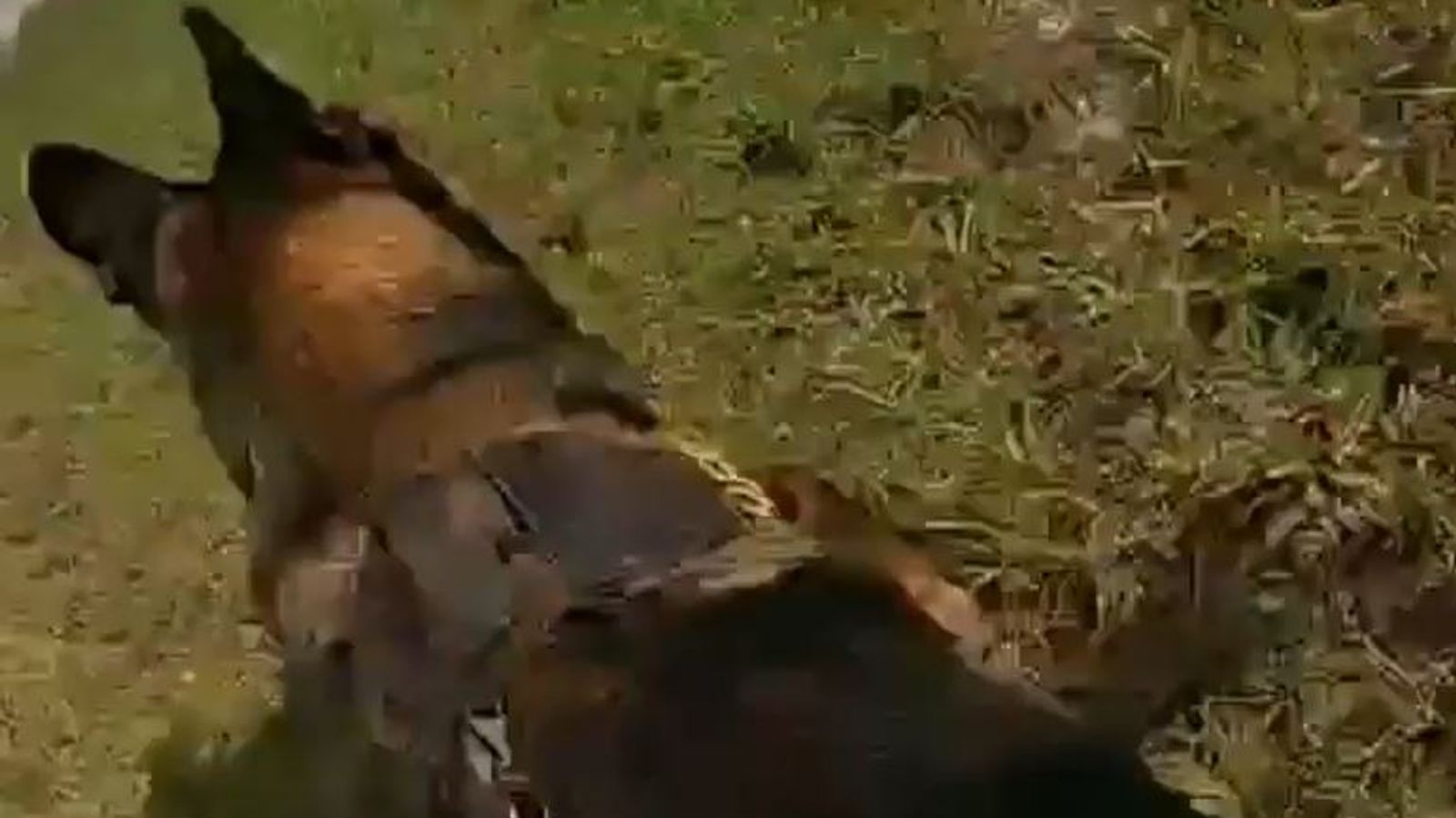 Police dog chases and catches carjacking suspect in Florida | US News ...