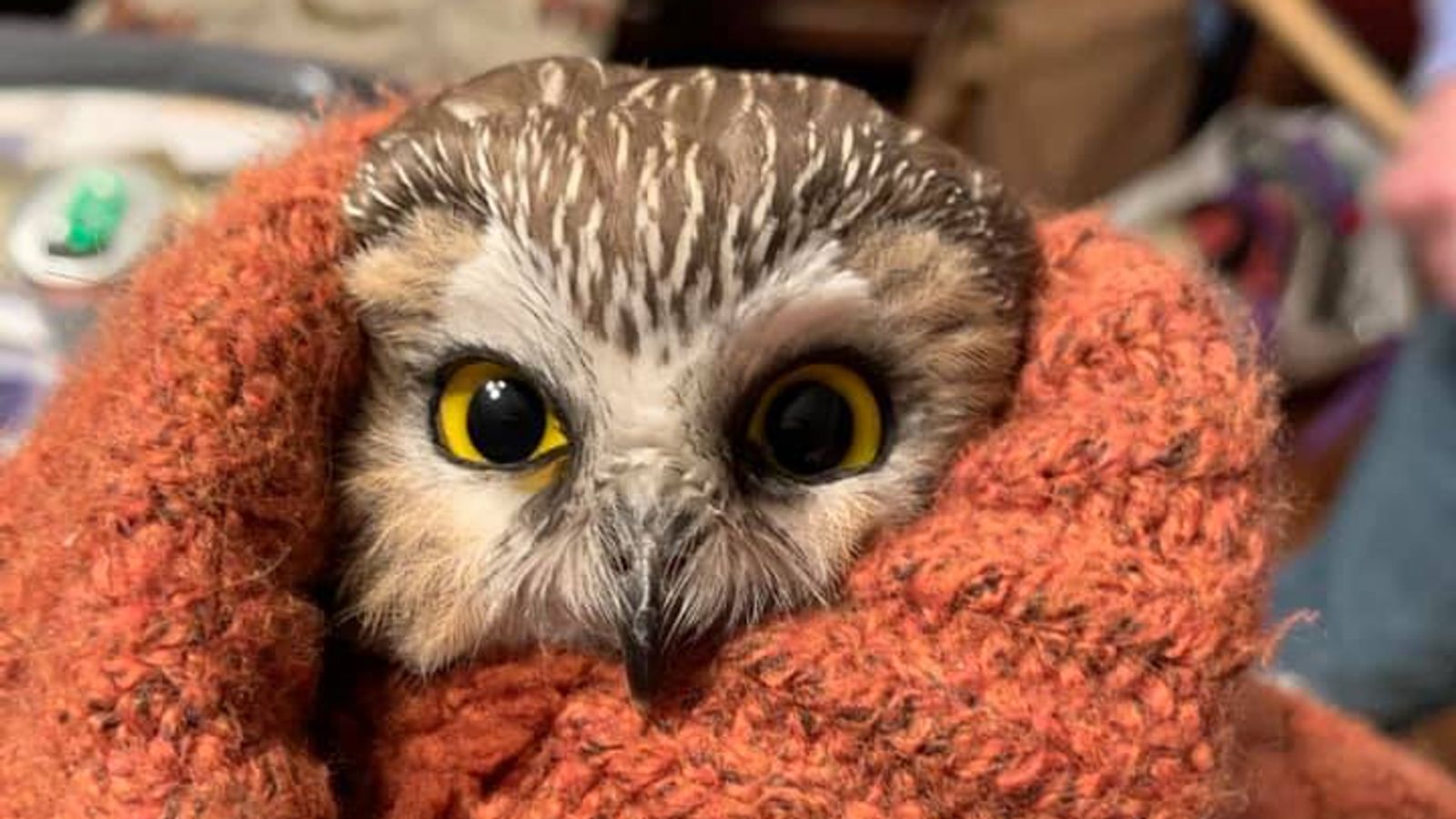 Quelle Huee Un Petit Hibou Sauve De L Arbre De Noel Du Rockefeller Center A New York Nouvelles Americaines Nouvelles Du Monde