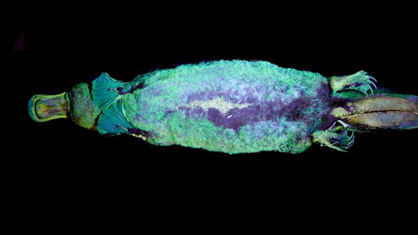 Platypus Fur Glows Green Under UV Light Scientists Discover Science Platypus Fur Glows Green Under UV Light Scientists Discover Science