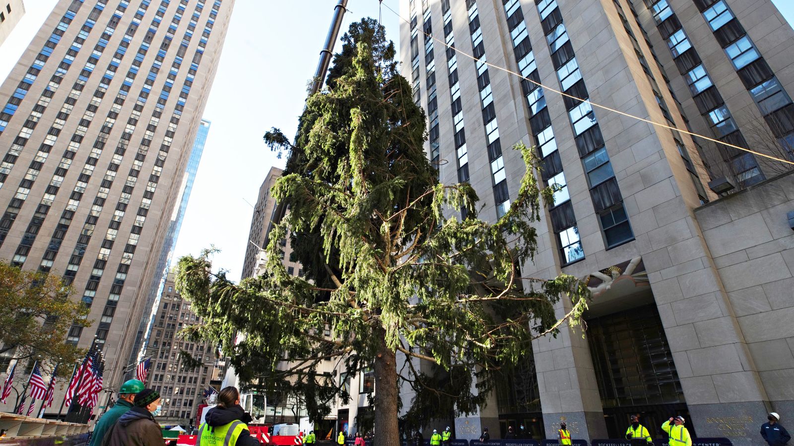 What a hoot! Tiny owl rescued from Rockefeller Center Christmas tree in ...