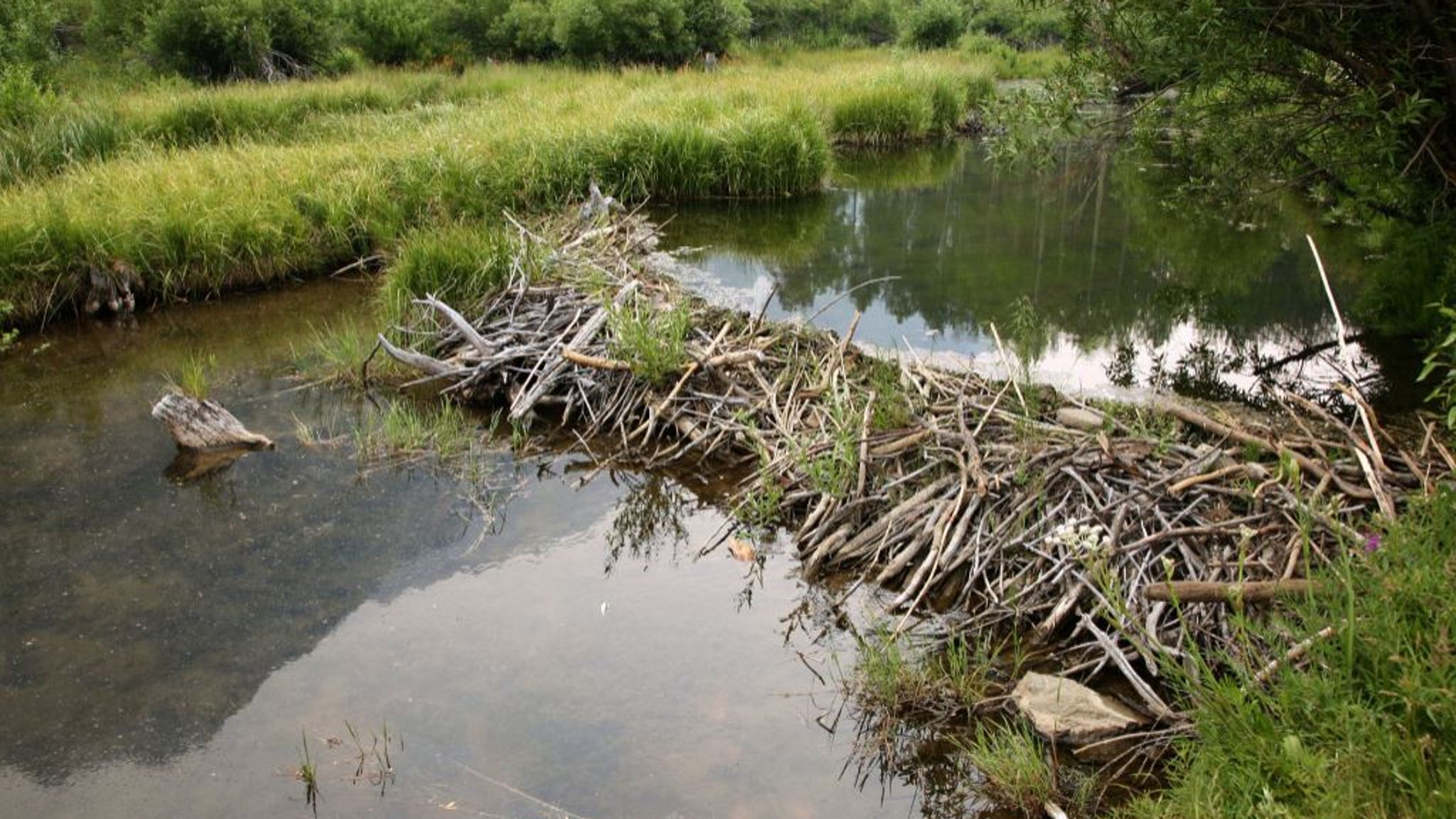 Beavers build first dam in Exmoor in #39 almost half a millennium #39 UK