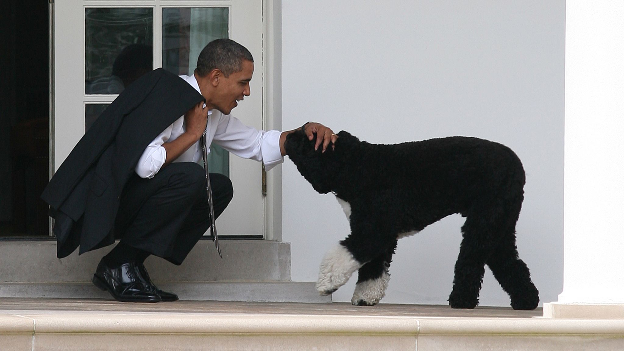 Joe Biden's dog Major set to make history first canine from