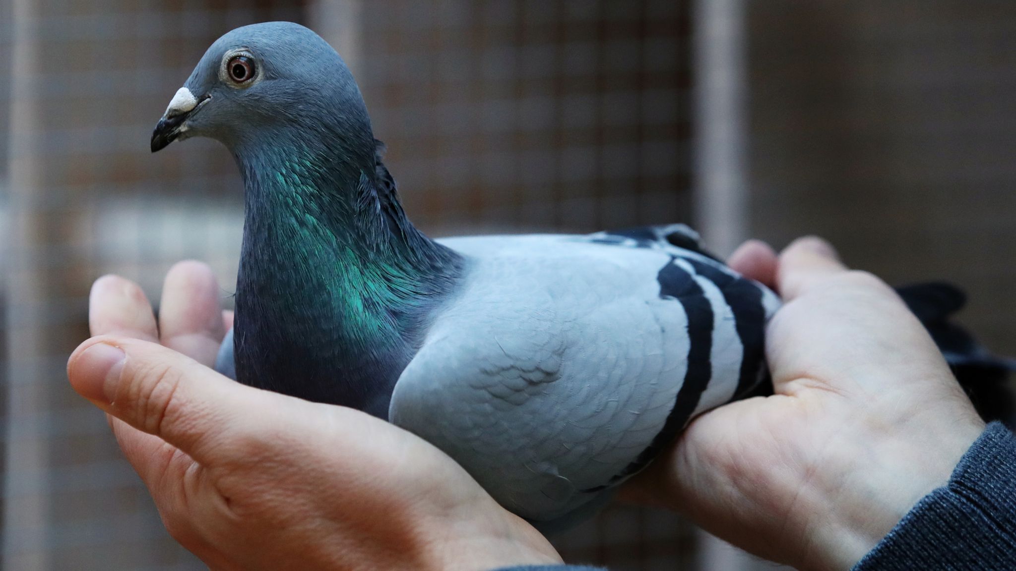 Belgian Racing Pigeon New Kim Sells For Record 1 4m In Mystery Bidding War Between Super Duper And Hitman World News Sky News