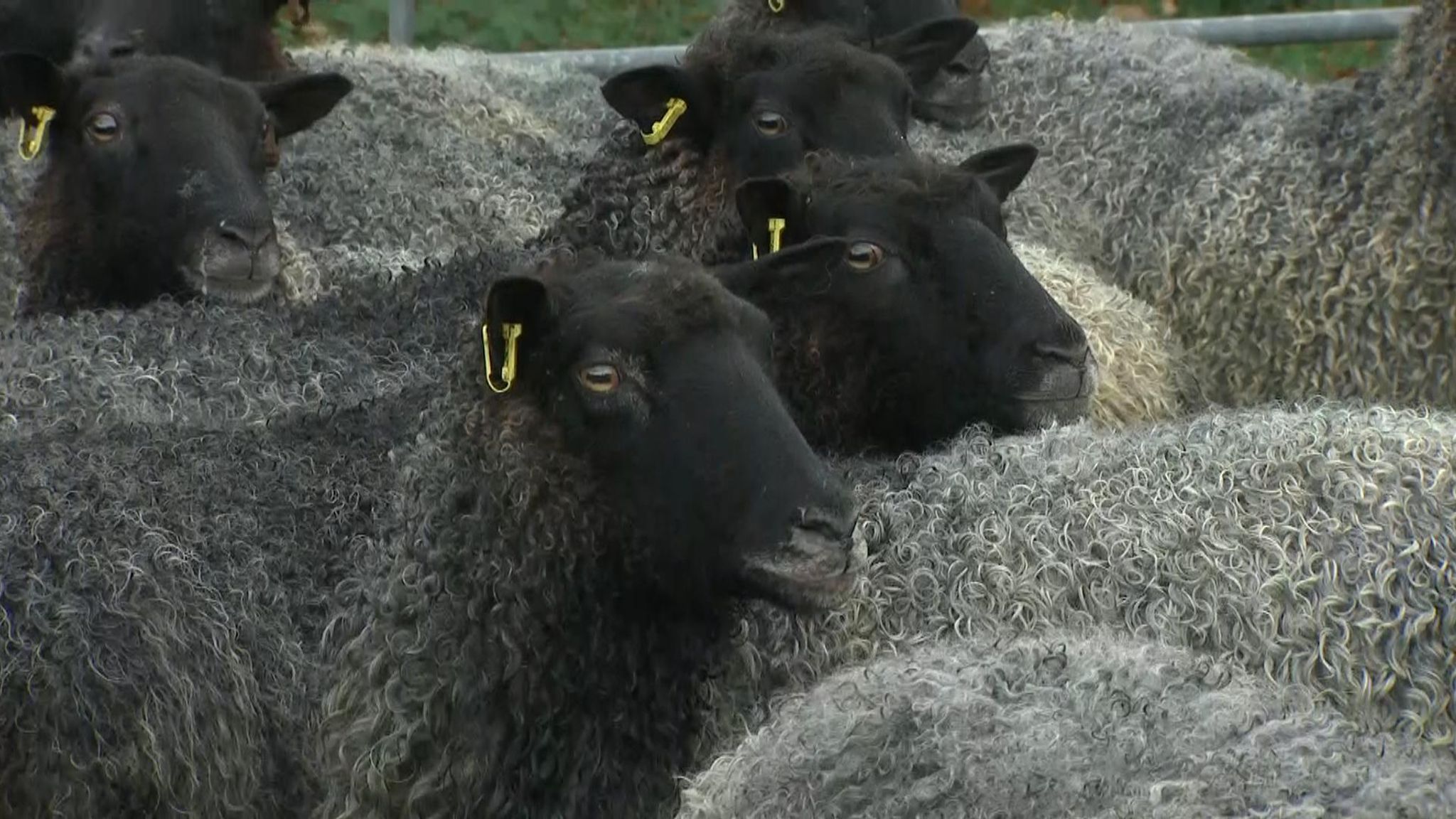 COVID19 Farmers forced to compost wool harvest as prices plummet