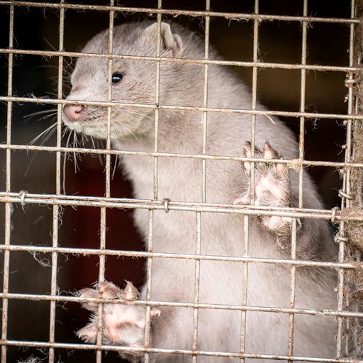 Analysis: Should we worry about the mutation of coronavirus in Danish mink?