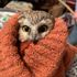 What a hoot! Tiny owl rescued from Rockafeller Center Christmas tree