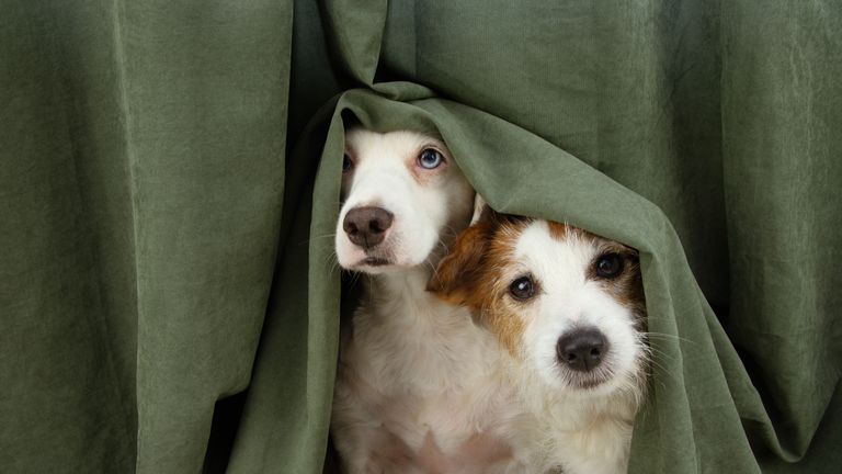 two scared or afraid puppy dogs wrapped with a curtain.