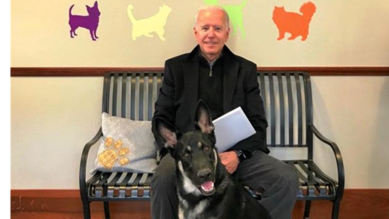 Joe Biden will be the first president to take a rescue dog into the White House. Credit: Delaware Humane Association Instagram
