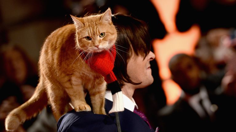 James Bowen and Bob the cat attend the UK Premiere of "A Street Cat Named Bob" in aid of Action On Addiction on November 3, 2016 in London, United Kingdom. (Photo by Jeff Spicer/Getty Images)
