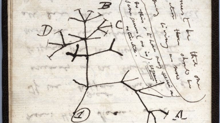 Charles Darwin&#39;s 1837 Tree of Life sketch was in one of the notebooks. Pic: Cambridge University Library