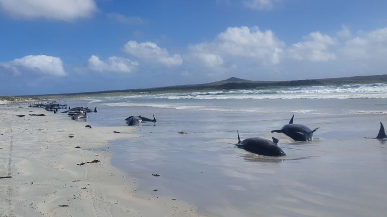 Rescue efforts to save the whales were hampered by the remote location. Pic: JEMMA WELCH/DEPARTMENT OF CONSERVATION NZ/REUTERS