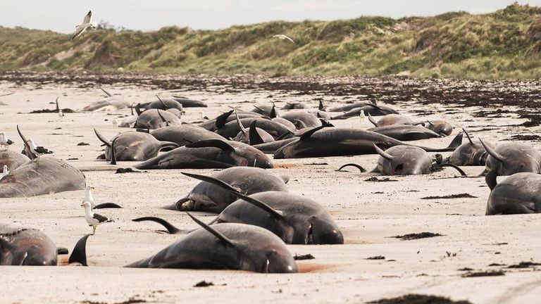 The whales stranded on the beach at Chatham Islands. Pic: INSTAGRAM @SAMINTHEWILD