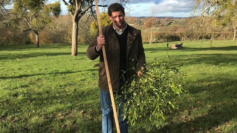 Farmer Michael Lewis expects mistletoe sales to nosedive this COVID Christmas