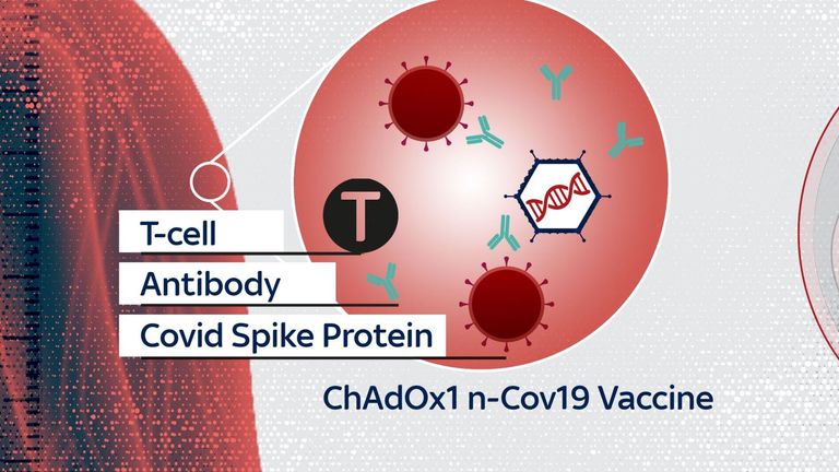When the vaccine is injected, the immune system responds by producing antibodies and T-cells that guard against future infection with COVID-19
