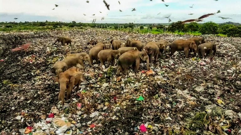  The landfill in Ampara was created around a decade ago in the middle of an elephant corridor which is home to 200-300 elephants.